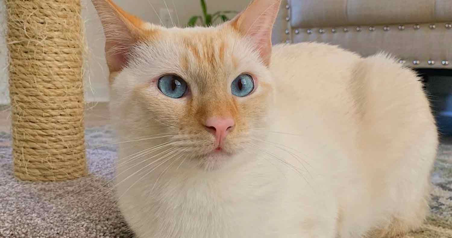 Flame Point Siamese: Unveiling the Fiery Secrets of This Seductive Breed