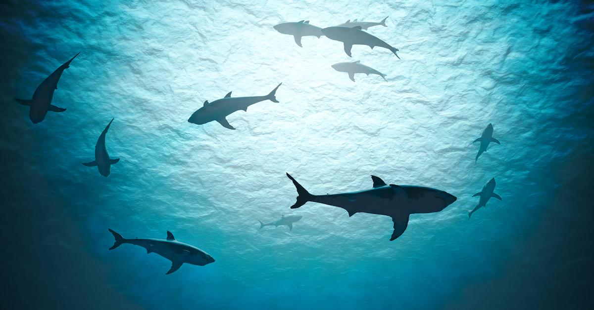 Here Amp 39 S How You Can Track All The Sharks Along The East Coast Here Amp 39 S How You Can Track All The Sharks Along The East Coast