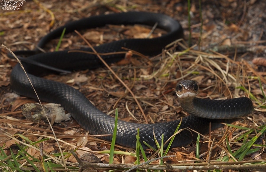 Southern Black Racer Florida Backyard Snakes Southern Black Racer Florida Backyard Snakes